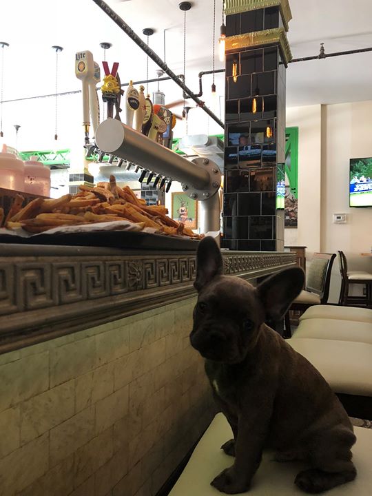 Bring your bosses dog to work day